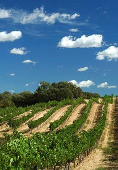 Bodegas Sierra de Guara