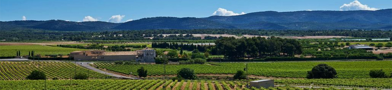 Bodega Mustiguillo